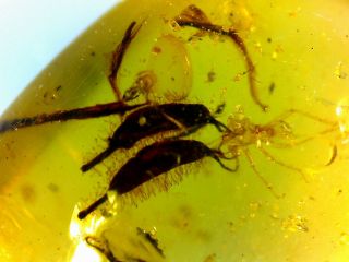 Rare Strange Plant Fruit Burmite Cretaceous Amber Fossil Dinosaurs Era