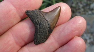 Red Fossil Alopias Grandis Thresher Shark Tooth 1.  408 Inches