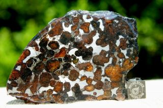 Sericho Pallasite Meteorite From Kenya Africa Habaswein 48.  2 Gram Part Slice