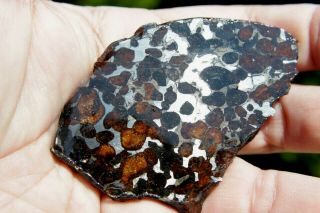 Sericho Pallasite Meteorite from Kenya Africa Habaswein 48.  2 gram part slice 2
