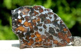 Sericho Pallasite Meteorite from Kenya Africa Habaswein 48.  2 gram part slice 3
