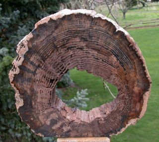 Sis: Incredible 7.  2 Lb.  Hollow Log Petrified Wood Sculpture - Mcdermitt,  Or