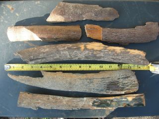 Fossil wooly mammoth bark tooth prehistoric ice age specimens x6 2