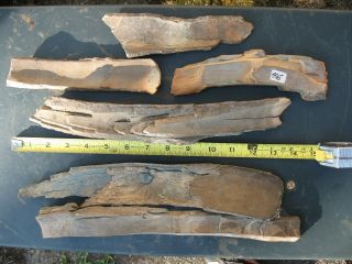 Fossil wooly mammoth bark tooth prehistoric ice age specimens x6 3