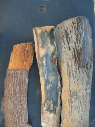 Fossil wooly mammoth bark tooth prehistoric ice age specimens x6 4