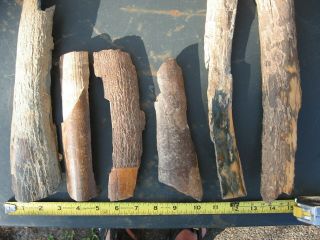 Fossil wooly mammoth bark tooth prehistoric ice age specimens x6 5