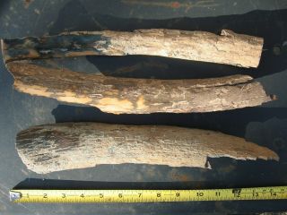 Fossil wooly mammoth bark tooth prehistoric ice age specimens x6 7