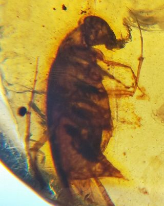 What Insects? In Burmese Amber Insect Fossil Burmite Myanmar
