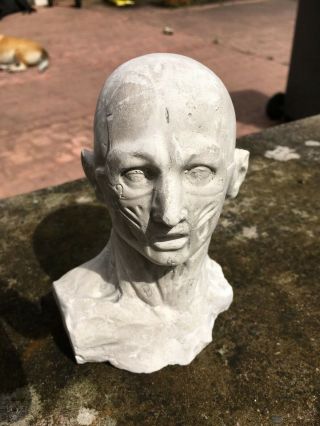 Antique 19th Eartly 20th C Plaster Ecorche Head Bust Artistst Model Or Medical