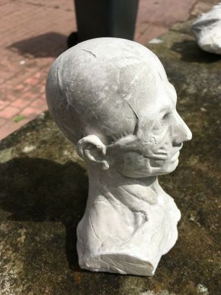 Antique 19th Eartly 20th C Plaster Ecorche Head Bust Artistst Model or Medical 2