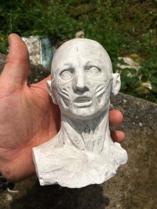 Antique 19th Eartly 20th C Plaster Ecorche Head Bust Artistst Model or Medical 5