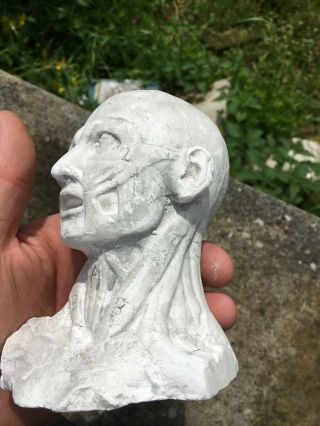 Antique 19th Eartly 20th C Plaster Ecorche Head Bust Artistst Model or Medical 8
