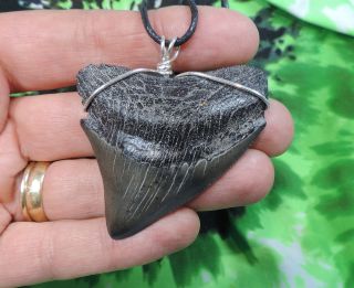 2 5/16  Megalodon Sharks Tooth Necklace Jewelry Fossil Sharks Teeth