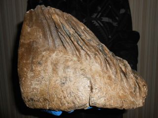 Fossil Tooth Of A Woolly Mammoth！with Great Roots Preserved！！2341