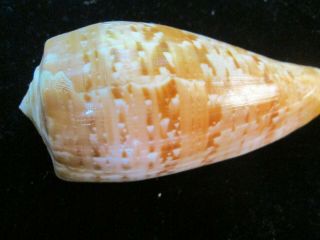 Conus Cervus 103 Mm Very Large Fully Adult Most Specimens Offered Are Juveniles