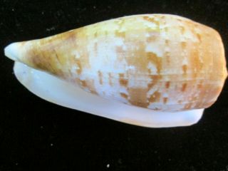 Conus cervus 103 mm very LARGE FULLY ADULT most specimens offered are juveniles 2