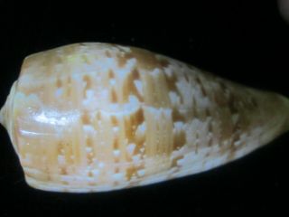 Conus cervus 103 mm very LARGE FULLY ADULT most specimens offered are juveniles 3