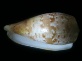Conus cervus 103 mm very LARGE FULLY ADULT most specimens offered are juveniles 4