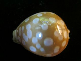 Cypraea Leucodon 68 Mm Bold Spotting Ultra Gorgeous This Is The Leucodon To Have