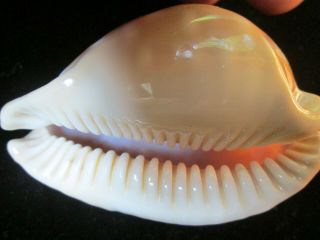Cypraea leucodon 68 mm BOLD SPOTTING ULTRA GORGEOUS THIS IS THE LEUCODON TO HAVE 2