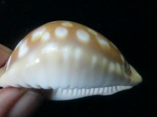 Cypraea leucodon 68 mm BOLD SPOTTING ULTRA GORGEOUS THIS IS THE LEUCODON TO HAVE 3