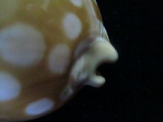 Cypraea leucodon 68 mm BOLD SPOTTING ULTRA GORGEOUS THIS IS THE LEUCODON TO HAVE 4