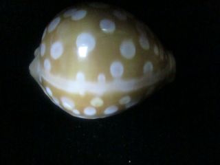 Cypraea leucodon 68 mm BOLD SPOTTING ULTRA GORGEOUS THIS IS THE LEUCODON TO HAVE 6