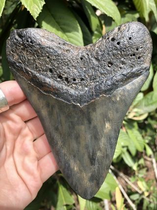 Huge 5.  43” Megalodon Tooth Fossil Shark Teeth
