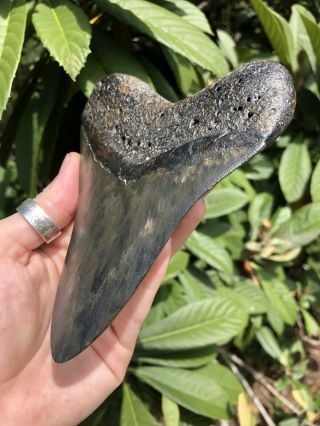 Huge 5.  43” Megalodon Tooth Fossil Shark Teeth 3