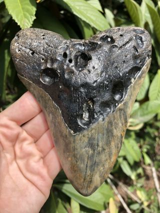 Huge 5.  43” Megalodon Tooth Fossil Shark Teeth 4