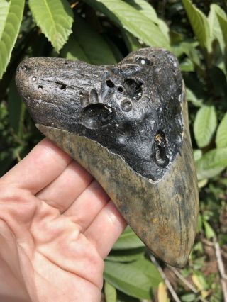 Huge 5.  43” Megalodon Tooth Fossil Shark Teeth 5
