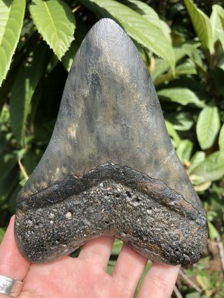 Huge 5.  43” Megalodon Tooth Fossil Shark Teeth 7