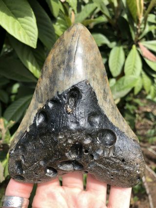 Huge 5.  43” Megalodon Tooth Fossil Shark Teeth 8