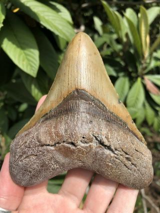 Huge Colorful 4.  62” Megalodon Tooth Fossil Shark Teeth