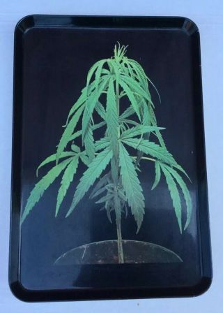 Vintage 70’s Marijuana Cannabis Pot Leaf Tobacco Rolling Dispay Tray 9 