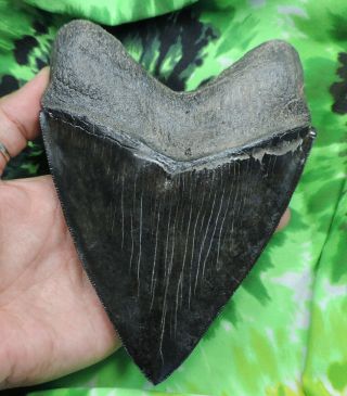 Megalodon Sharks Tooth 6 3/16  inch fossil sharks teeth sharks tooth 6