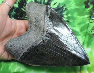 Megalodon Sharks Tooth 6 3/16  inch fossil sharks teeth sharks tooth 8