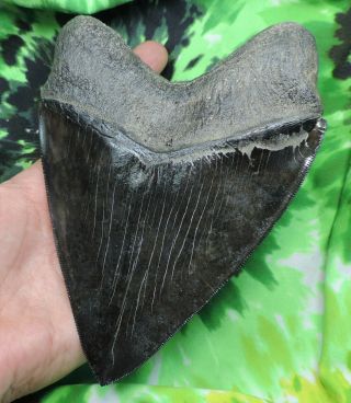 Megalodon Sharks Tooth 6 3/16  inch fossil sharks teeth sharks tooth 9