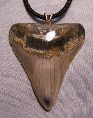 2 11/16 Megalodon Shark Tooth Teeth Wireless Pendant Fossil Necklace Jaw