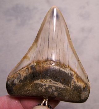 2 11/16 MEGALODON SHARK TOOTH TEETH WIRELESS PENDANT FOSSIL NECKLACE JAW 2