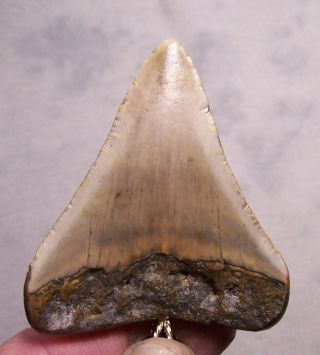 2 11/16 MEGALODON SHARK TOOTH TEETH WIRELESS PENDANT FOSSIL NECKLACE JAW 3