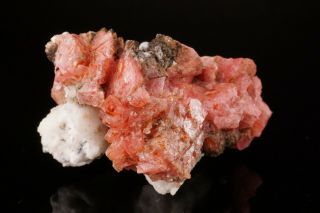 Rhodochrosite Crystal Cluster MT ST HILAIRE CANADA Ex Logan ILLUSTRATED 12