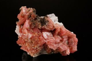 Rhodochrosite Crystal Cluster MT ST HILAIRE CANADA Ex Logan ILLUSTRATED 9