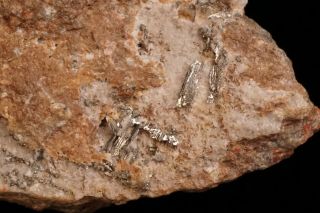 CLASSIC Sylvanite Crystal CRIPPLE CREEK,  COLORADO - Ex.  Robertson 10
