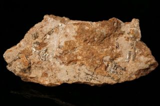 CLASSIC Sylvanite Crystal CRIPPLE CREEK,  COLORADO - Ex.  Robertson 4