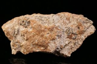 CLASSIC Sylvanite Crystal CRIPPLE CREEK,  COLORADO - Ex.  Robertson 8