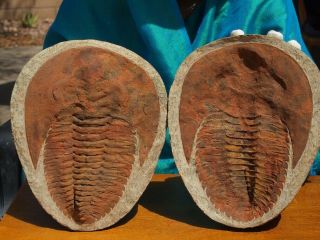 Huge 9.  0 " Inch Trilobite Andalusiana Cambropallas Positive Negative Fossil Pair