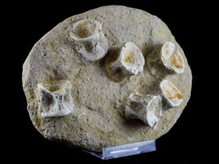 Otodus Shark Fossil Vertebrae Bones In Matrix Specimen From Morocco Stand