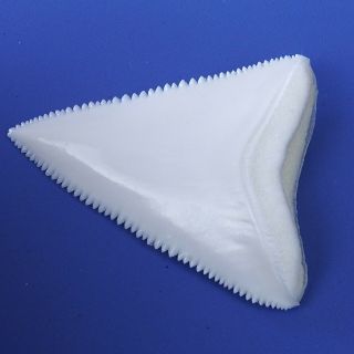2.  118  Modern Principle Great White Shark Tooth Megalodon Sharks Movie Fan BT65 4