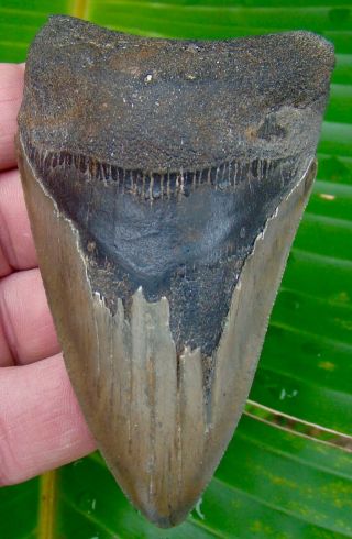 Megalodon Shark Tooth 4 In.  Serrated Real Fossils - No Restorations